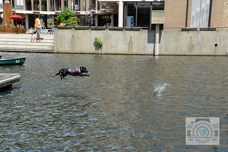 Lake-Anne-dock-diving-dogs-10