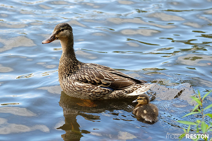 Lake-Audubon-Reston-ducks