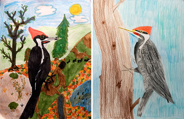 Walker-Nature-Center-pileated-woodpecker-1